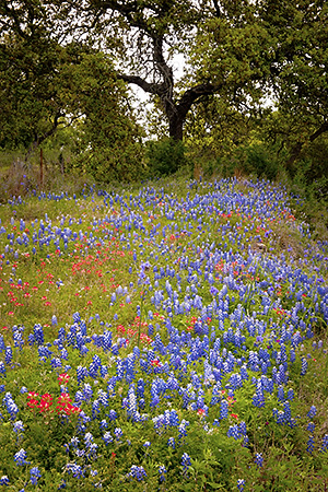 Roadside Wildflowers and Tree, Hill Country, TX